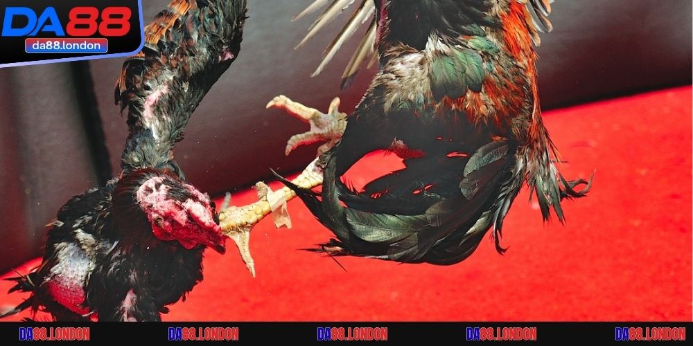 Top 3 siêu phẩm đá gà cực hot tại nhà cái